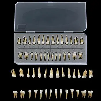 32Pcs Dantų Modelio 11 Nuolatinių Dantų Modelio Dantų Dervos Dantų Demonstravimas T...